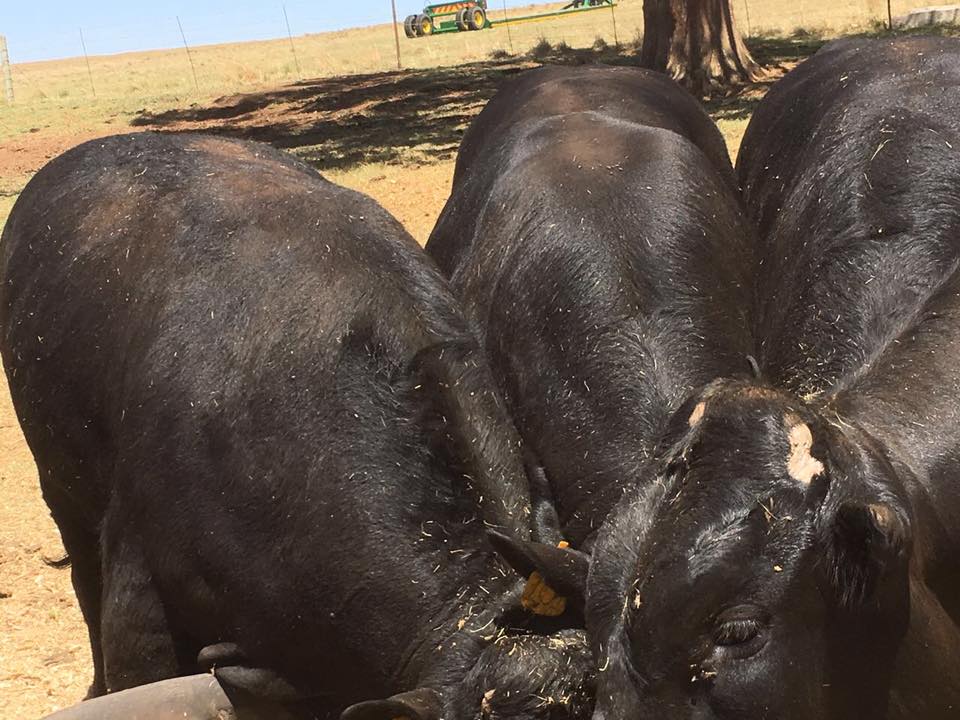 2 years old - Look at the back muscles on these 2 year old Neuman bulls