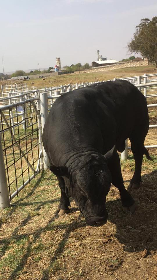 Polled bull - Introducing new bloodline in our Neuman Drakensberger stud. Welcome to the family.

This bull is a 