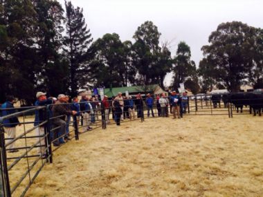  - 65 people attended the Information Day. Pikkie Uys is explaining the good qualities of Drakensberger Bulls