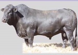 Neuman Brothers 10th Drakensberger sale