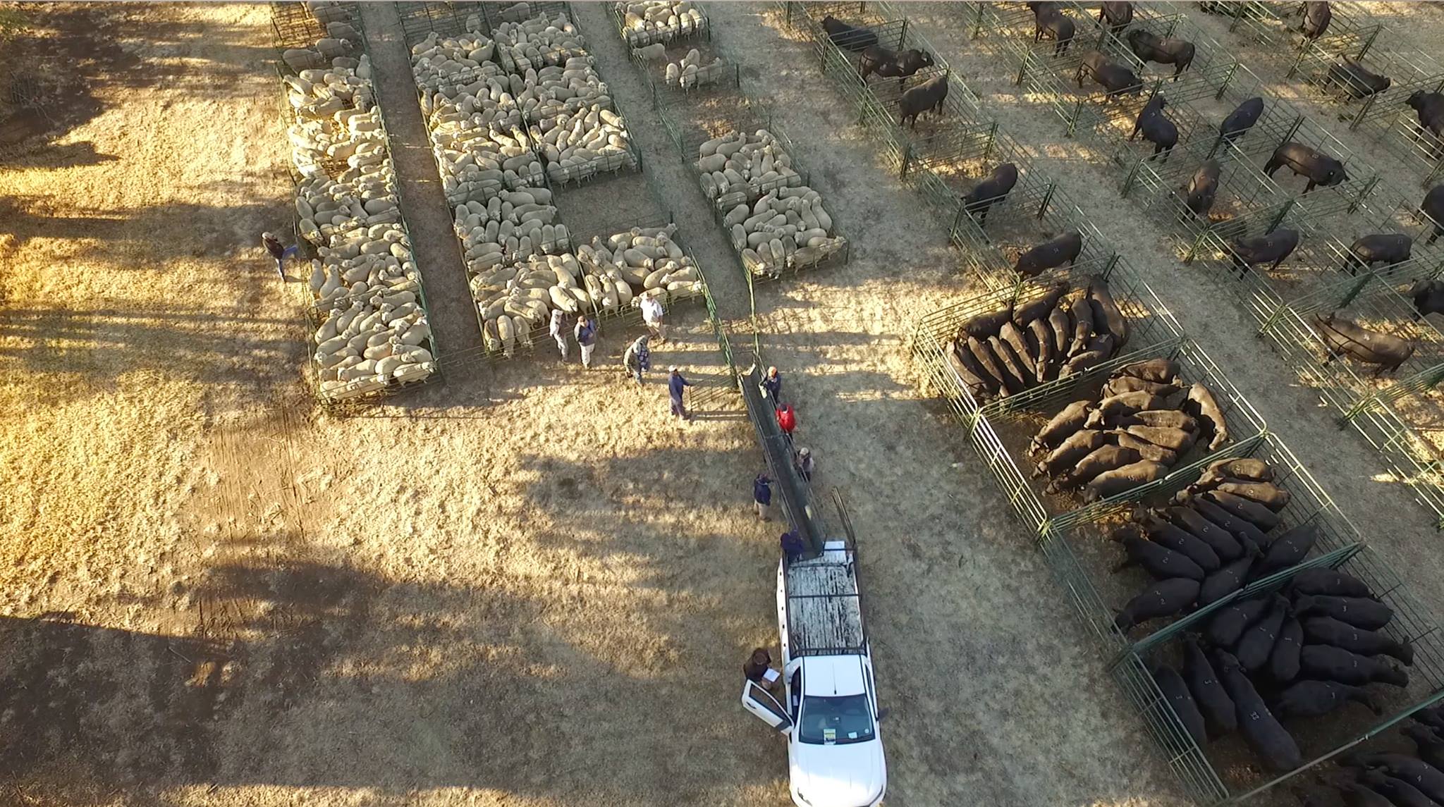 2016 bull sale - A view from above